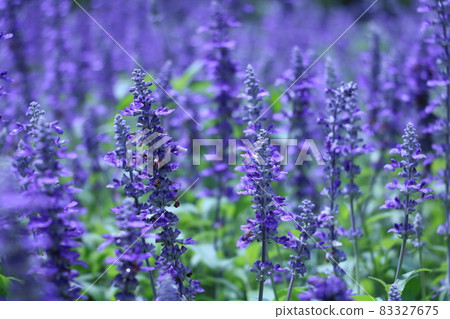 Salvia farinacea Salvia farinacea 83327675
