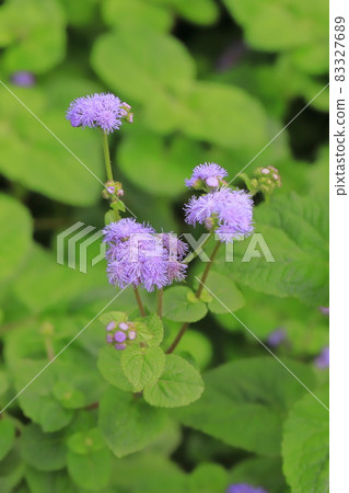 紫色的梔子花 紫色的梔子花 83327689