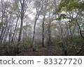Fog beech forest 83327720