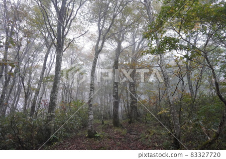 Fog beech forest Fog beech forest 83327720