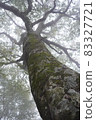 Beech Tree 83327721