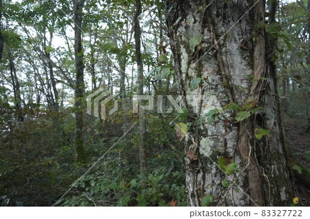 Woods Woods 83327722