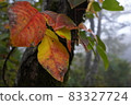 Autumn leaves 83327724