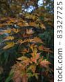 Autumn leaves 83327725