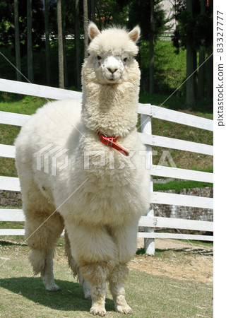 羊駝的 83327777