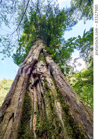 Red cypress trees in Taiwan. 83327980