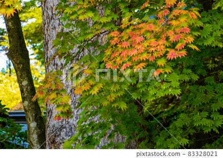 Akita Prefecture Kakukan Samurai Residence October Scenery 83328021