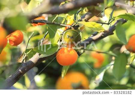 Meijiro picking oranges Meijiro picking oranges 83328182