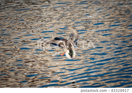 One duck flying over a river, with reflection on the water. 83328917