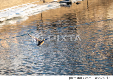 One duck flying over a river, with reflection on the water. 83328918