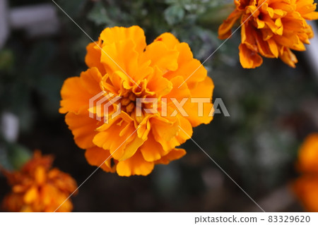 Marigold orange flowers blooming in the autumn garden Marigold orange flowers blooming in the autumn garden 83329620