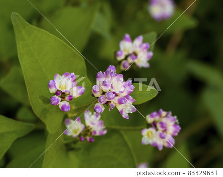 Misozoba花 83329631
