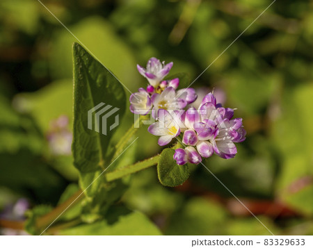 Misozoba花 Misozoba花 83329633