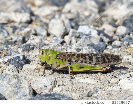 Migratory locust on the road 83329637