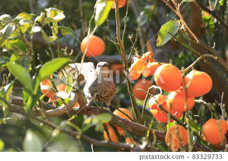 Bulbul pecking oranges 83329733