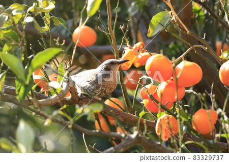 Bulbul pecking oranges Bulbul pecking oranges 83329737