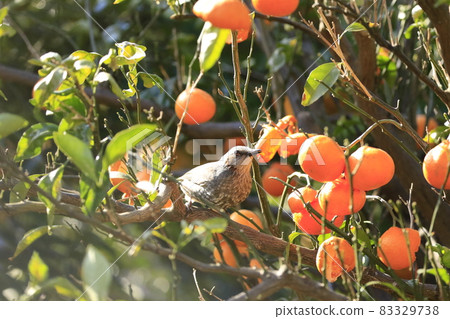 Bulbul pecking oranges 83329738