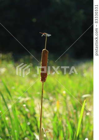 蘆葦耳朵和紅蜻蜓 蘆葦耳朵和紅蜻蜓 83330331
