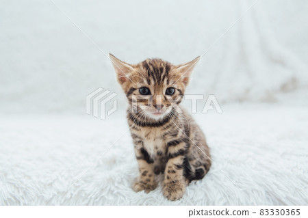 Little bengal kitten on the white fury blanket 83330365
