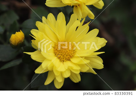 Yellow flowers of pot mum (Chrysanthemum) blooming in the autumn garden Yellow flowers of pot mum (Chrysanthemum) blooming in the autumn garden 83330391