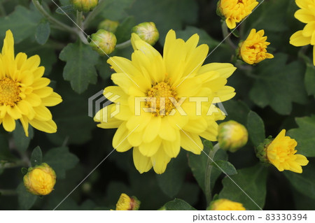 開花在秋天庭院裡的盆栽媽媽(菊花)黃色花 83330394