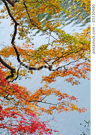 Autumn leaves of the Imperial Gorge 83330480