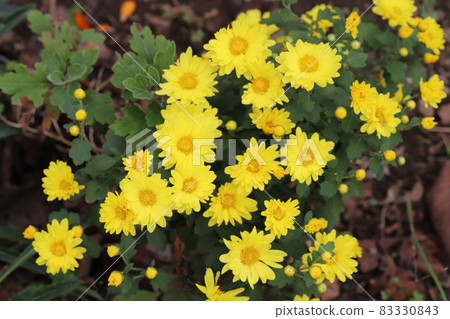 開花在秋天庭院裡的盆栽媽媽(菊花)黃色花 83330843