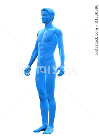Male body body, body, 3D 83330896
