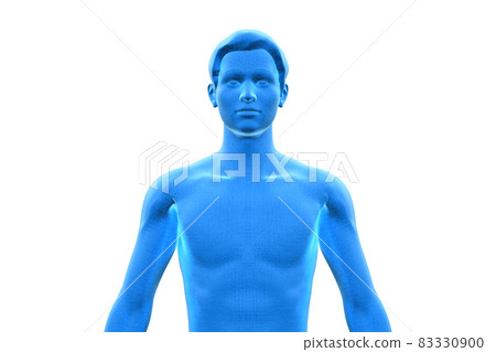 男性身體，身體，3D 83330900