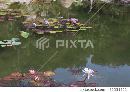 莫奈的花園 藍睡蓮 高知縣 北川村四國 83331331