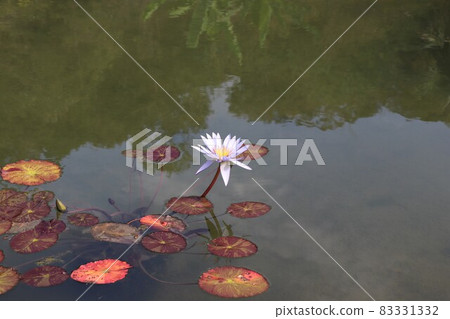 莫奈的花園睡蓮 高知縣北川村四國 83331332