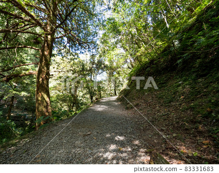 Footpath going through the green forest. 83331683