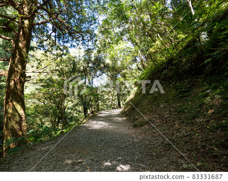 Footpath going through the green forest. 83331687