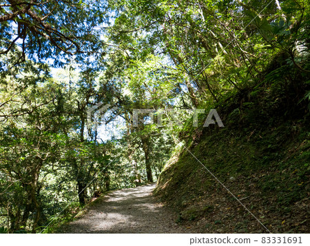 Footpath going through the green forest. 83331691