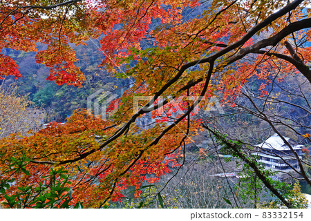 Autumn leaves of the Imperial Gorge 83332154