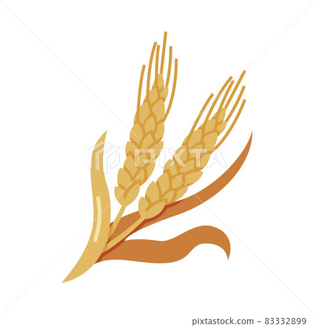 Barley or Wheat Cultivated Cereal Grain Harvest Vector Illustration 83332899