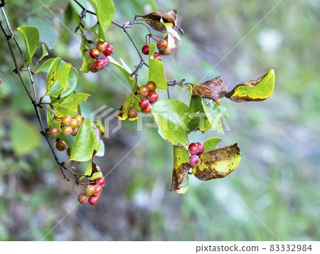 Salt flybird red fruit 83332984