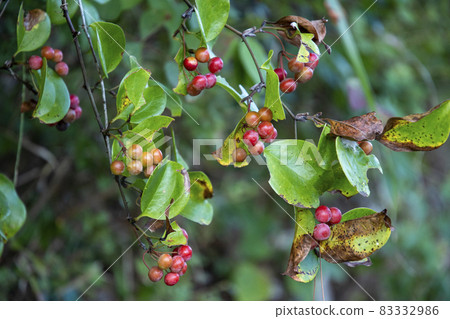 Salt flybird red fruit 83332986