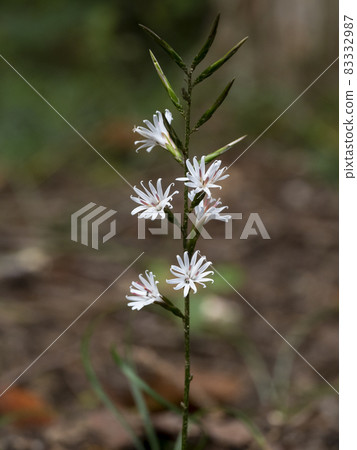 Kikkowa Haguma Flower 83332987