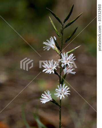 Kikkowa Haguma Flower 83332988