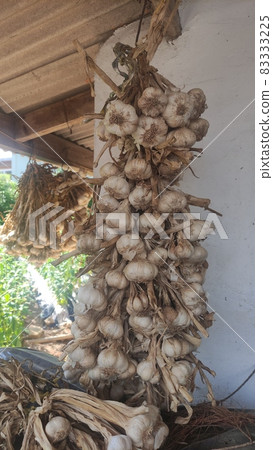 Garlic hanging after harvest Garlic hanging after harvest 83333225