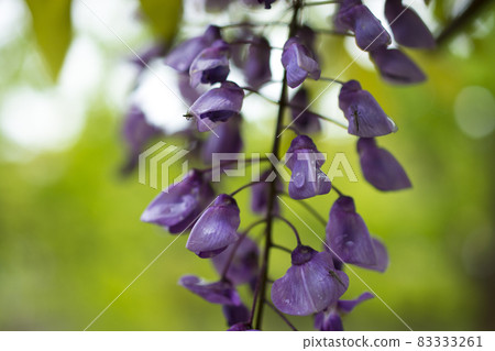 Fuyu's flower close-up 83333261