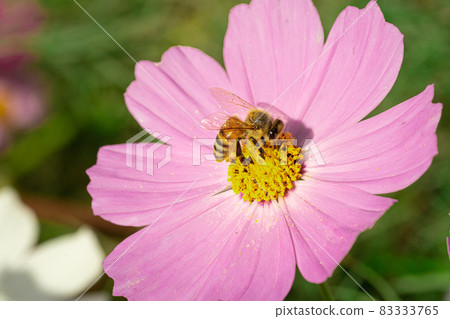 Cosmos and bees 83333765