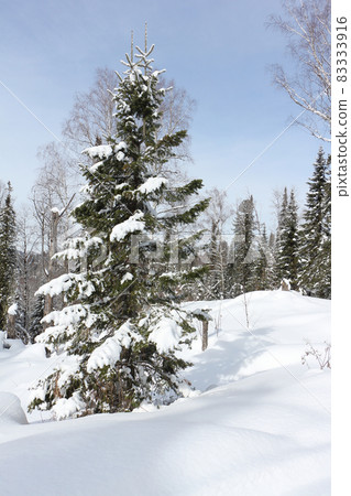 Snowy fir trees in winter, Altai Republic, Russia Snowy fir trees in winter, Altai Republic, Russia 83333916