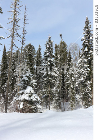 Snowy fir trees in  winter, Altai Republic, Russia 83333919