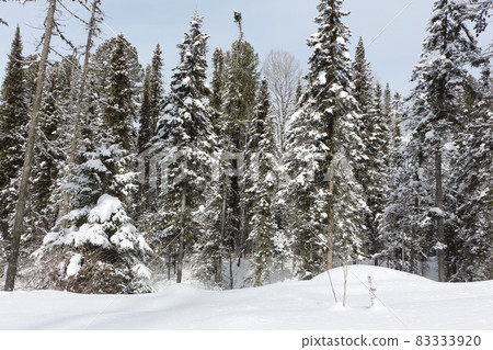 Snowy fir trees in  winter, Altai Republic, Russia 83333920