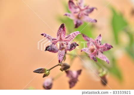 Hototogisu花 Hototogisu花 83333921