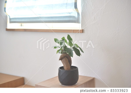 窗邊的植物 83333923