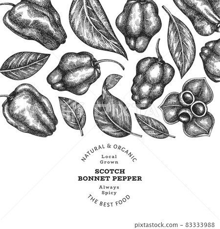 Hand drawn sketch style scotch bonnet pepper banner. Organic fresh vegetable vector illustration. Retro cayenne pepper design template 83333988