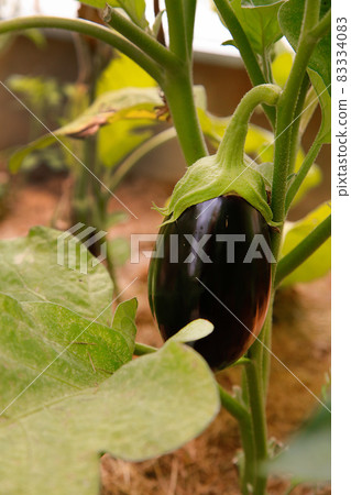 In the greenhouse hangs a ripe purple eggplant.Texture or background In the greenhouse hangs a ripe purple eggplant.Texture or background 83334083